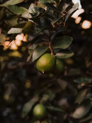 Limón de cosecha kilo