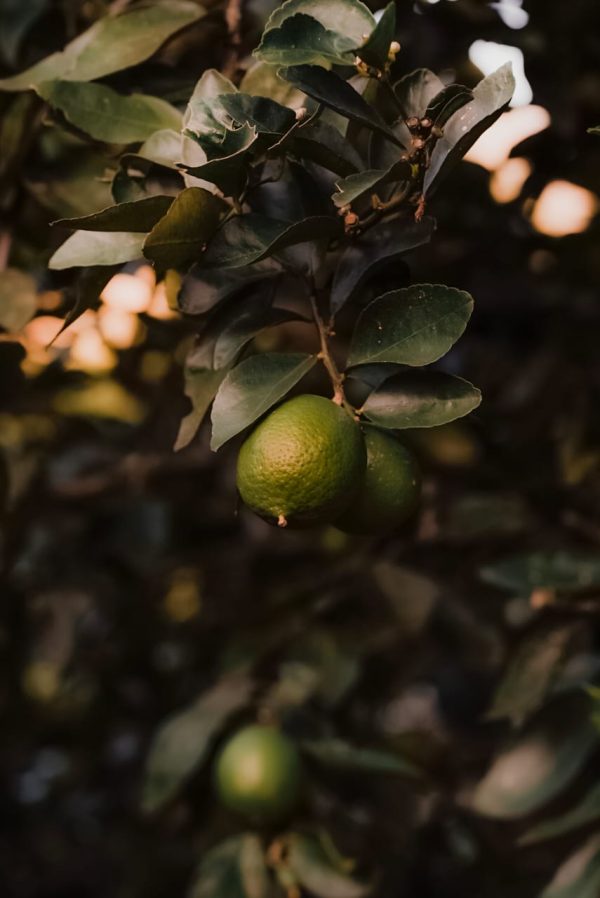 MaríaClaraLimón Limón de cosecha kilo