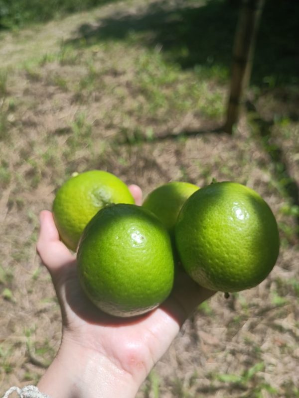 MaríaClaraLimón3 Limón de cosecha kilo