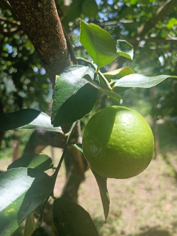 MaríaClaraLimón4 Limón de cosecha kilo