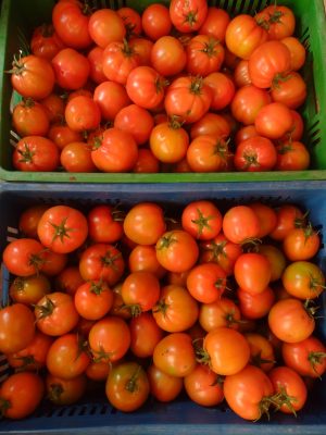 Tomate de cosecha kilo