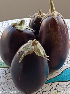 Berenjena kilo