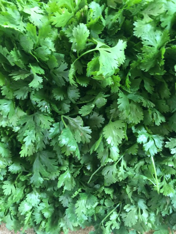 Cilantro 100 gr