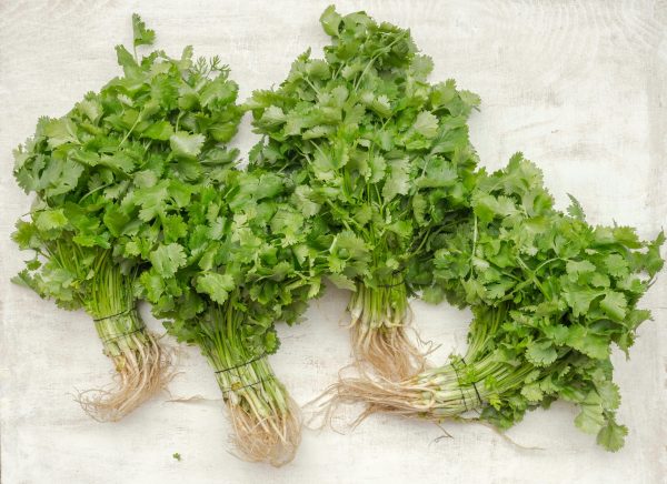 Cilantro 100 gr