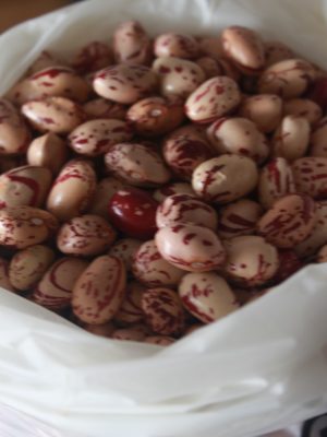 Frijol de cosecha desgranado kilo