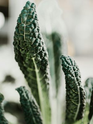 Kale toscano 200 gr