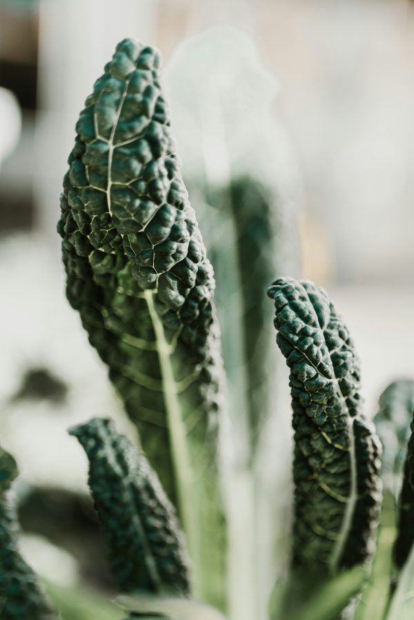 Kale toscano 200 gr