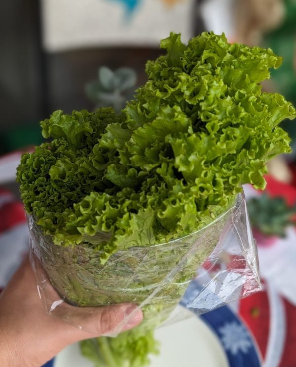 Lechuga de temporada unidad