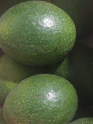 Aguacate de cosecha kilo