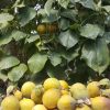 Granadilla kilo
