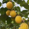 Granadilla kilo