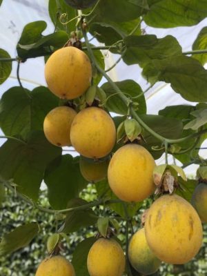 Granadilla kilo
