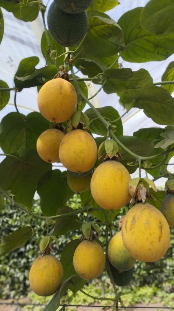 Granadilla kilo
