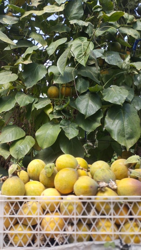 Granadilla kilo