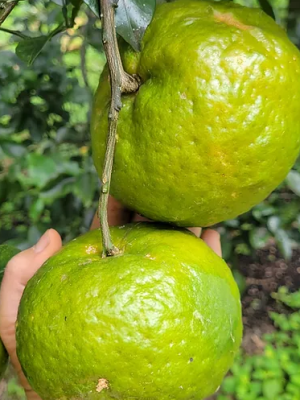 Mandarina de cosecha