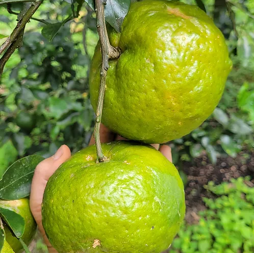 Mandarina de cosecha