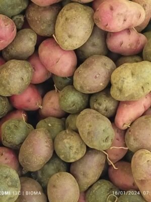Papa de cosecha kilo