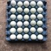 Huevos de gallinas azules canasta 30 unidades