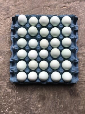Huevos de gallinas azules canasta 30 unidades