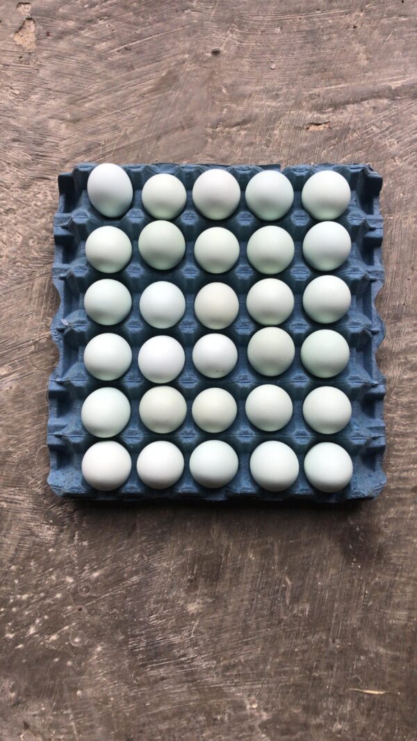 Huevos de gallinas azules canasta 30 unidades