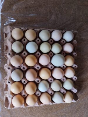 Huevos de gallinas criollas canasta 30 unidades (pocas unidades)
