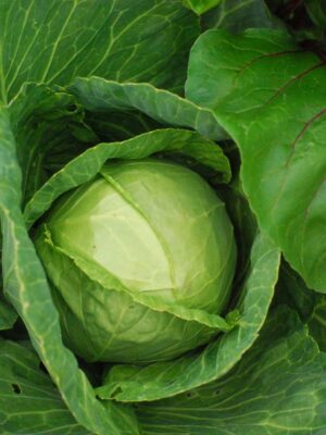 Repollo verde unidad