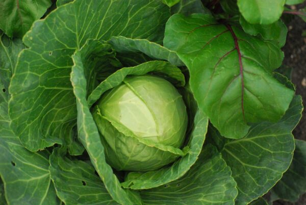 Repollo verde unidad