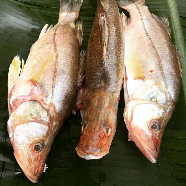 Róbalo platero 500 gr