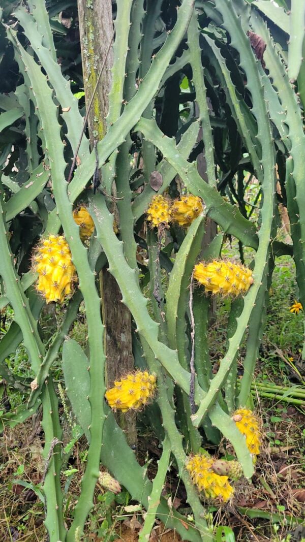 Pitahaya amarilla libra