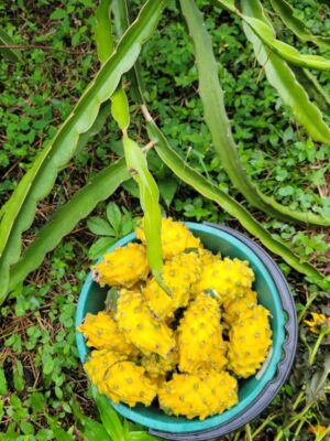 Pitahaya amarilla libra