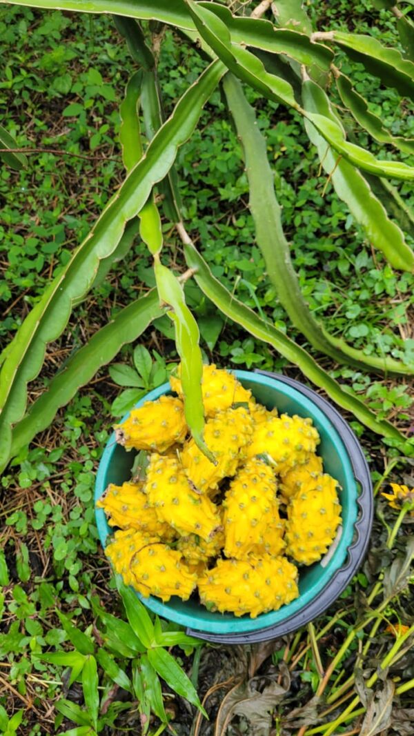 Pitahaya amarilla libra