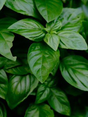 Albahaca deshojada 200 gr
