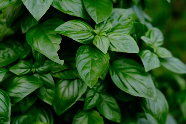Albahaca deshojada 200 gr